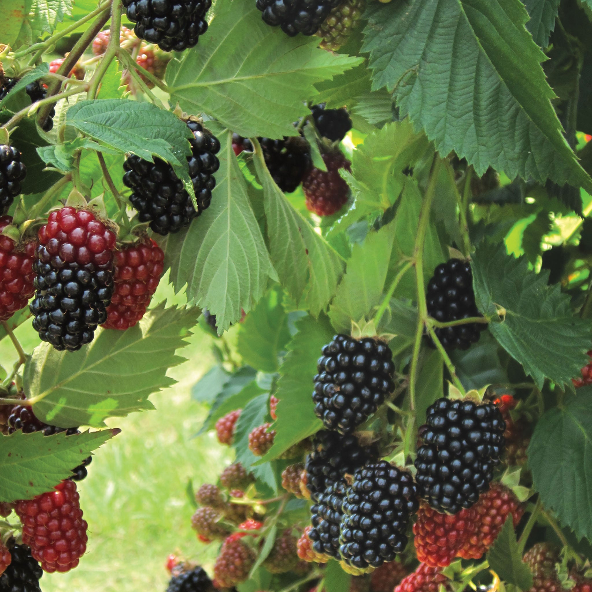 Prime-Ark Traveler Blackberry