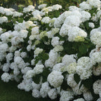 Hydrangea Incrediball