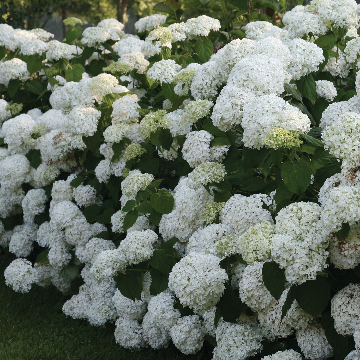 Hydrangea Incrediball