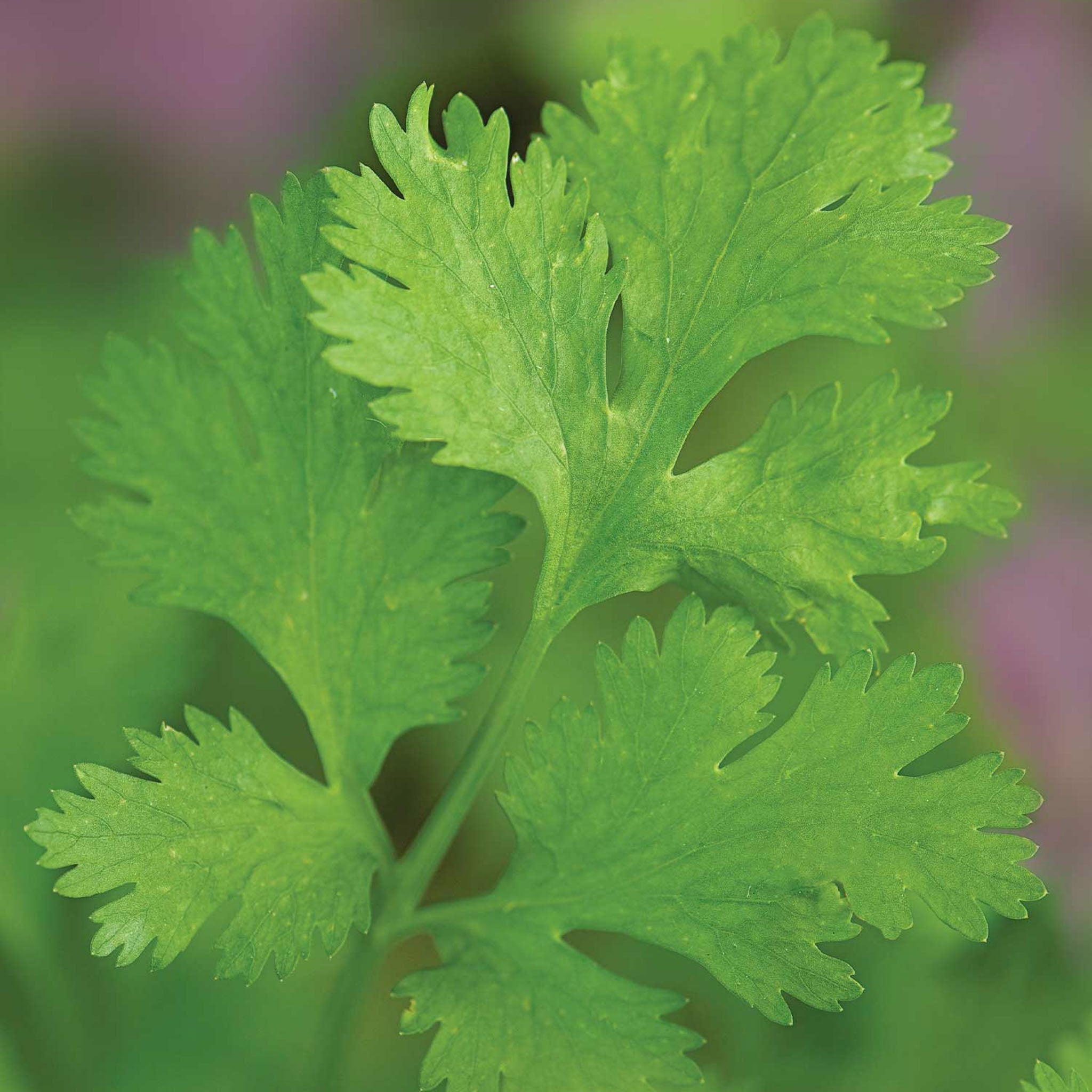Calypso Cilantro