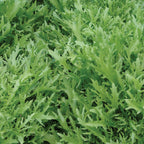 Galia Frisse Curly Endive