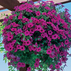 Wave® Purple Petunia