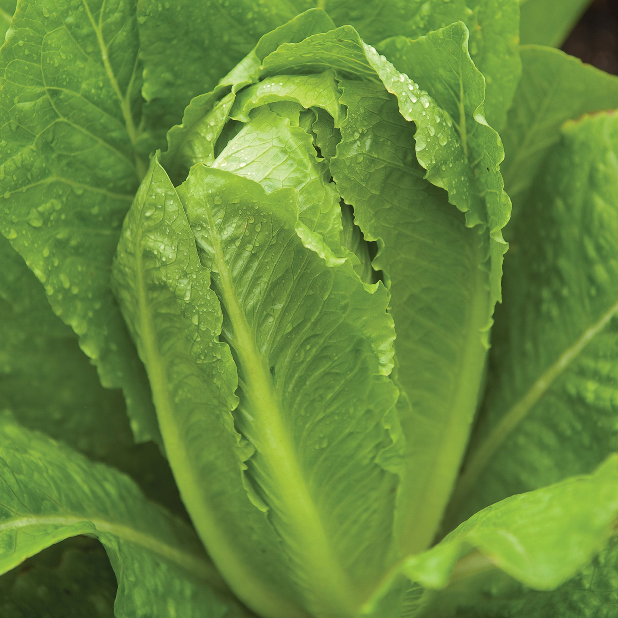 Parris Island Cos Lettuce