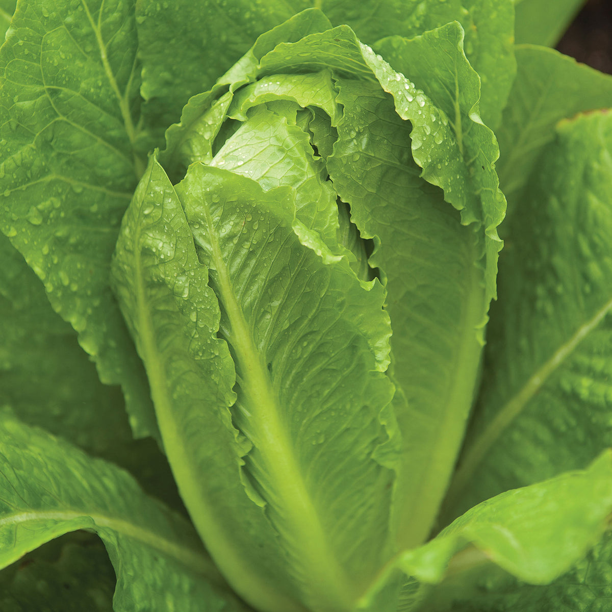 Parris Island Cos Lettuce