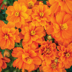 Mandarin Orange Cosmos