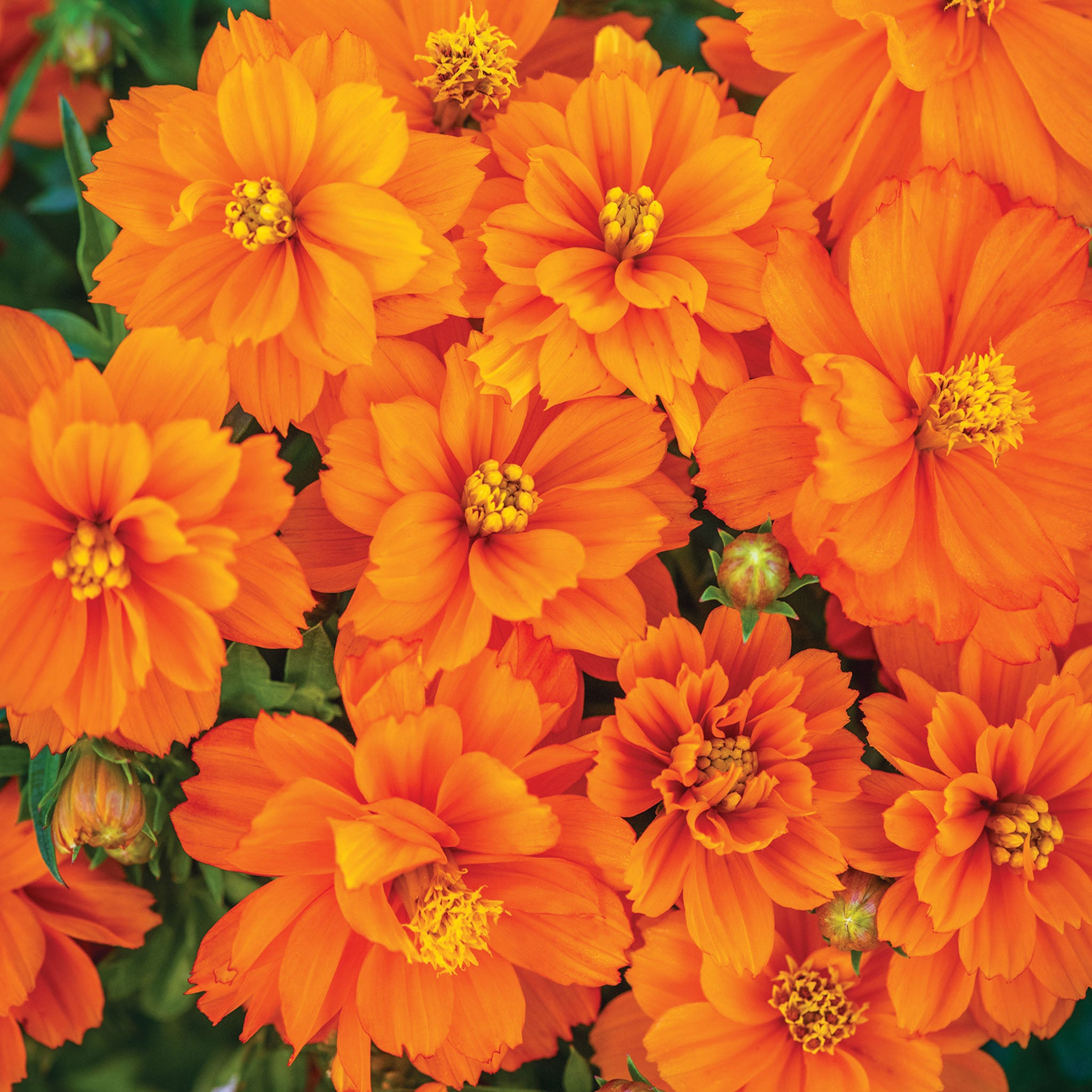 Mandarin Orange Cosmos