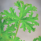 Citronella Geranium (Scented)