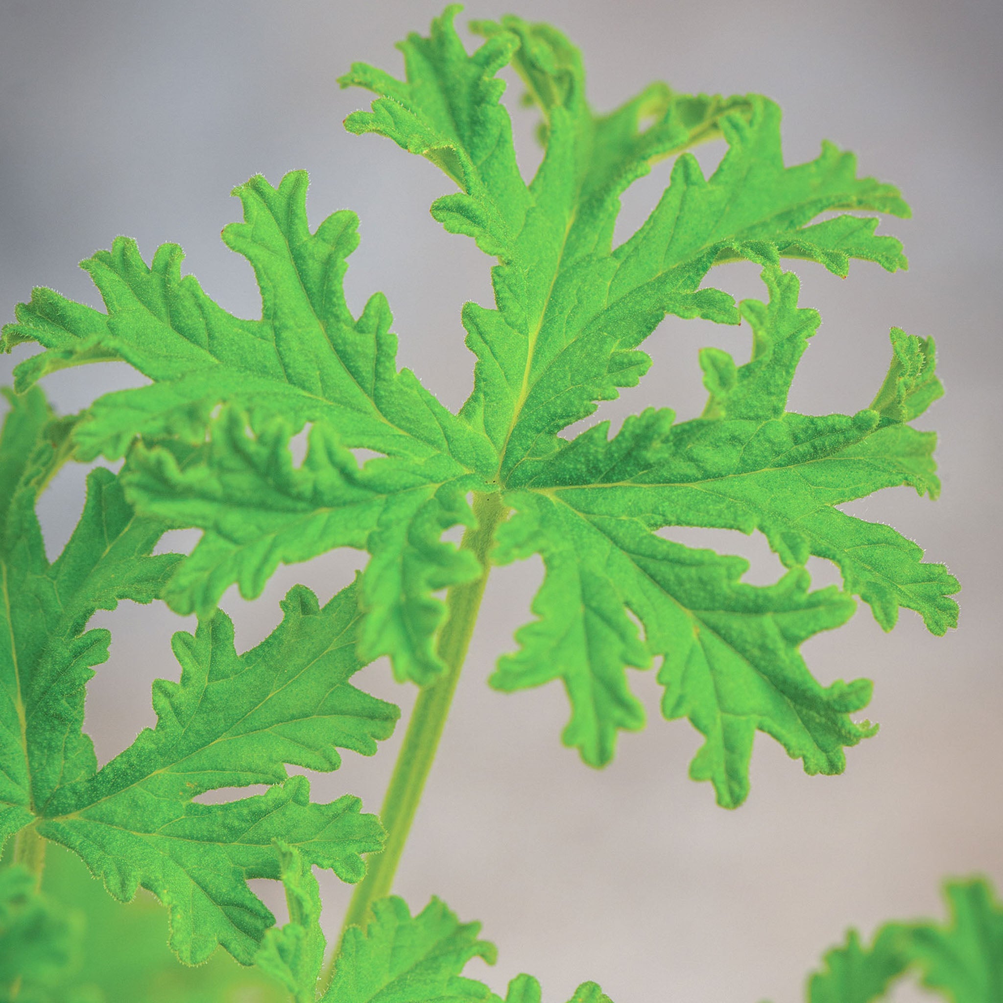 Citronella Geranium (Scented)