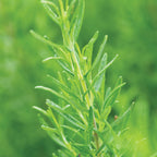 Barbeque Rosemary