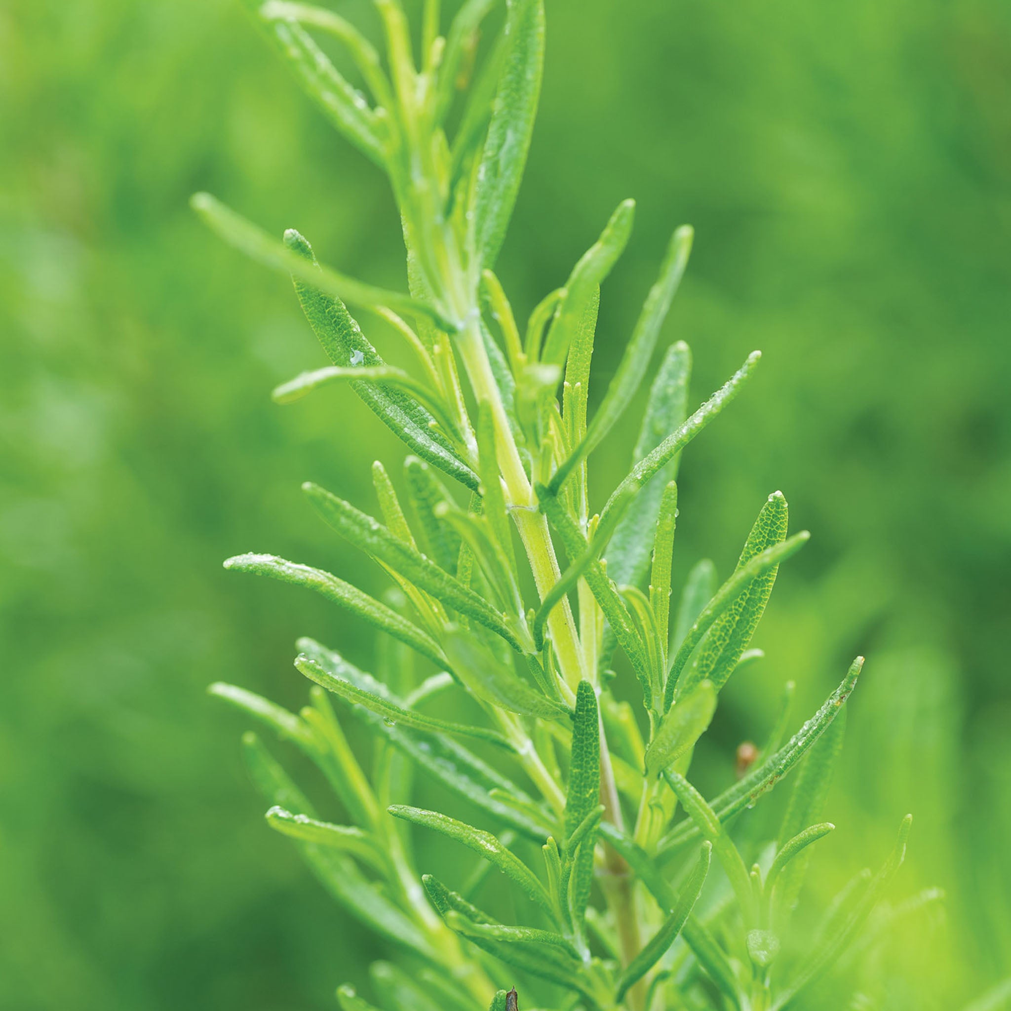 Barbeque Rosemary