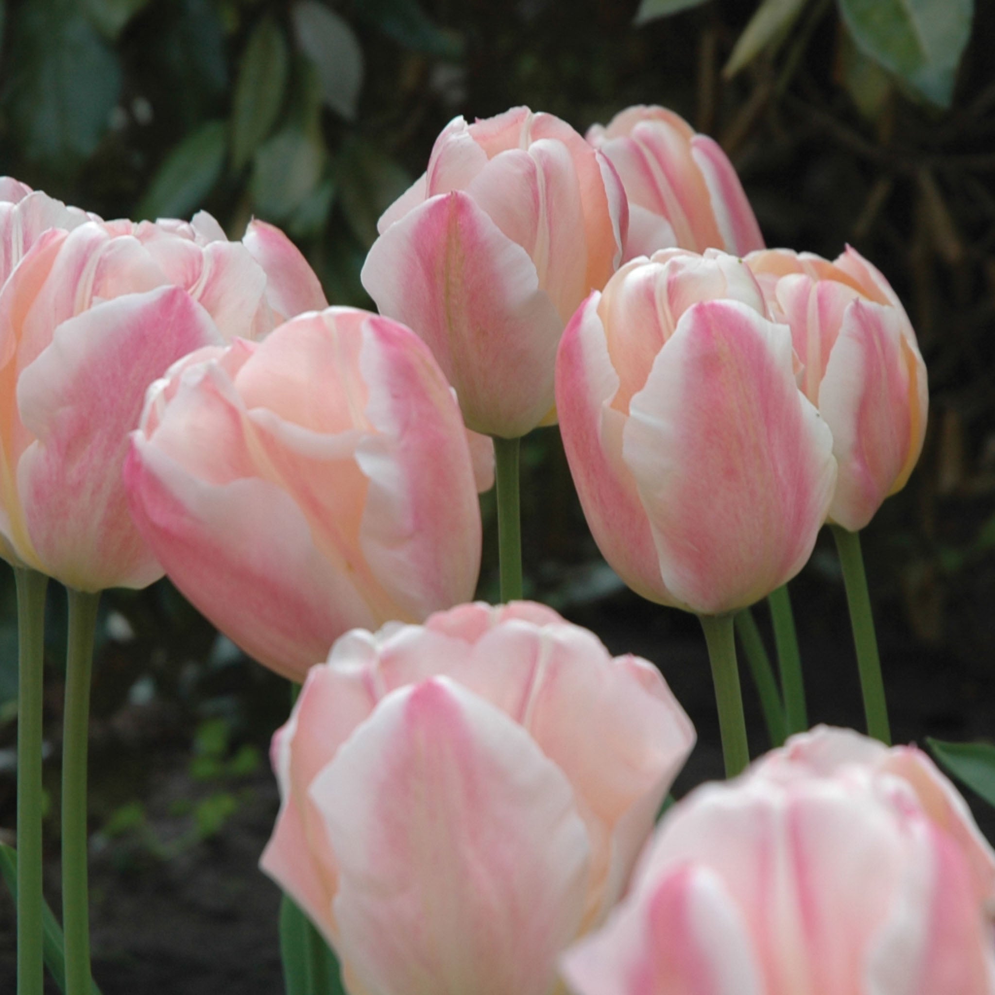 Sugar Love Tulip Bulbs