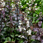 Onyx and Pearls Penstemon