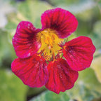 Troika Red Nasturtium