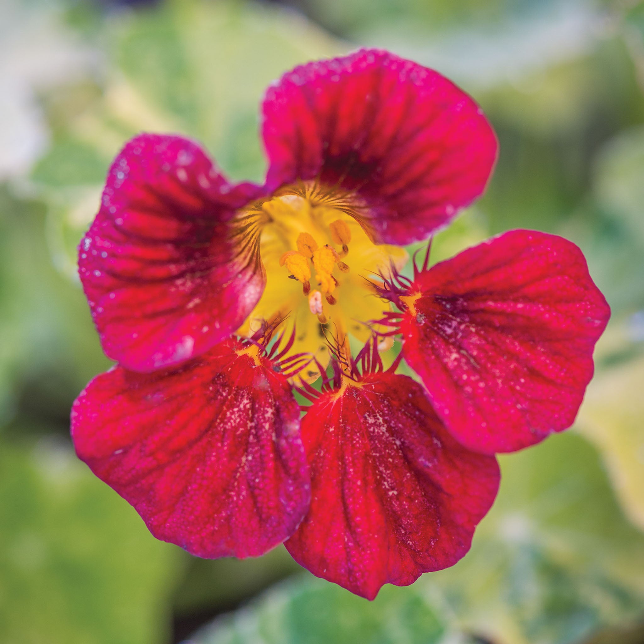 Troika Red Nasturtium