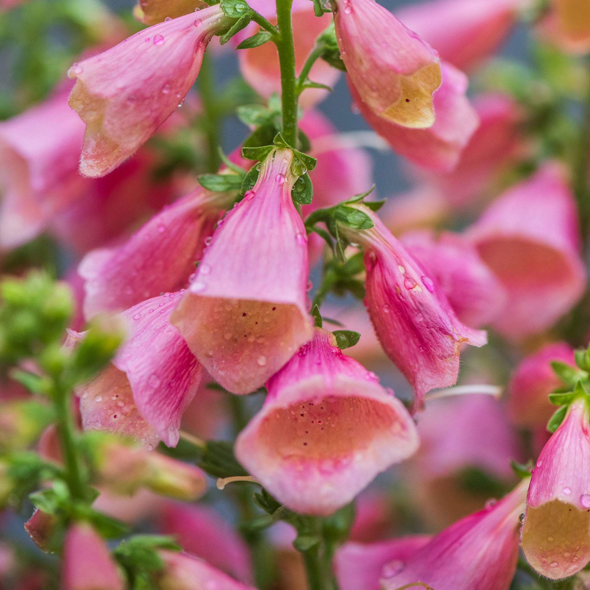 Arctic Fox Foxglove