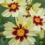 UpTick Cream & Red Coreopsis