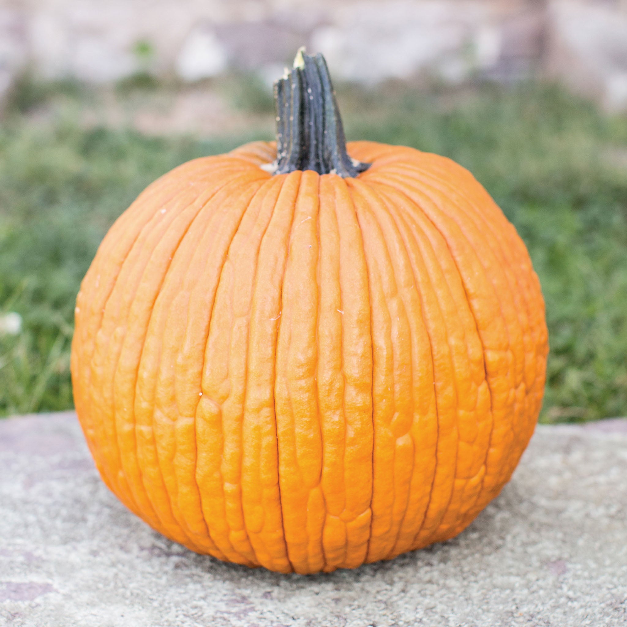 Mrs. Wrinkles Pumpkin