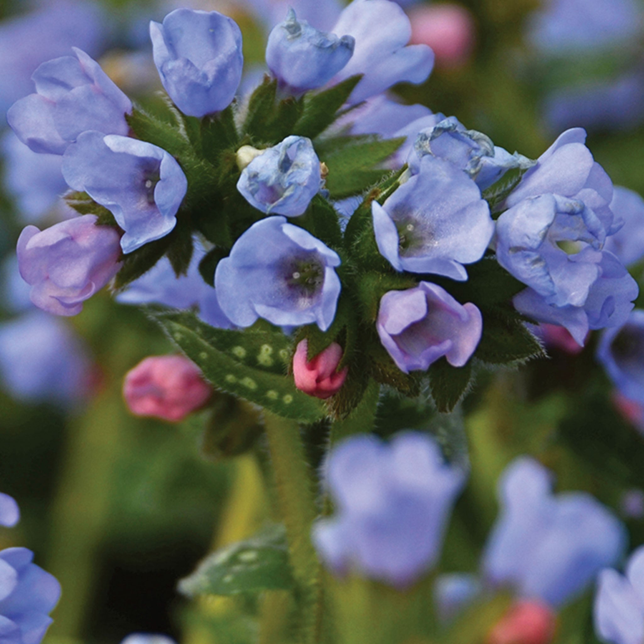 Twinkle Toes Pulmonaria