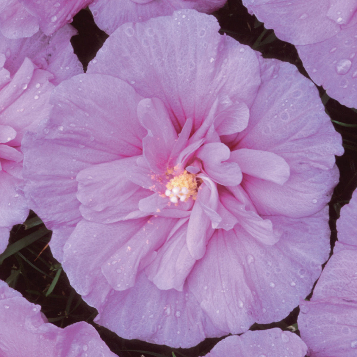 Lavender Chiffon Hibiscus