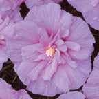Lavender Chiffon Hibiscus