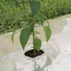 Silver Mulch