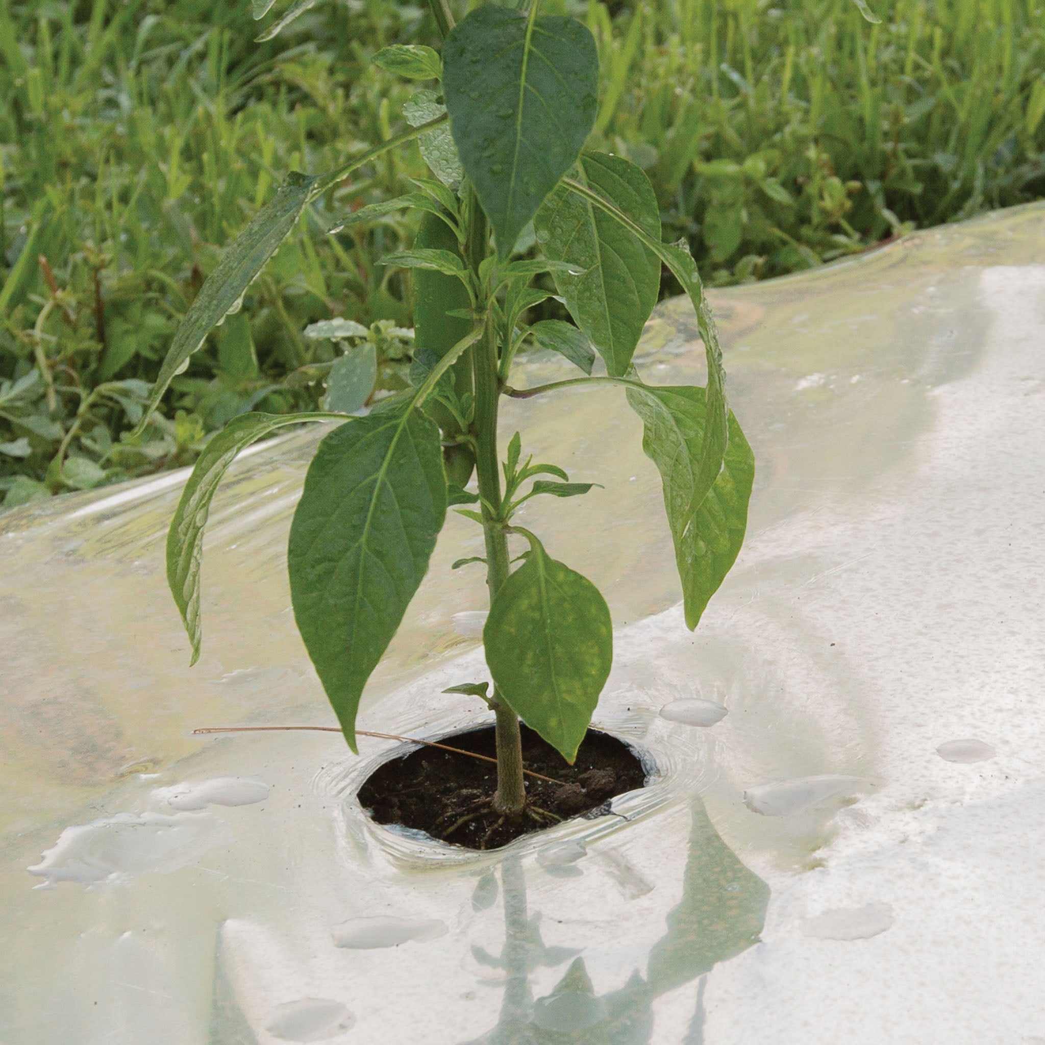 Silver Mulch