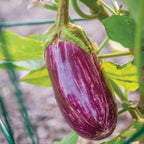 Behold Eggplant