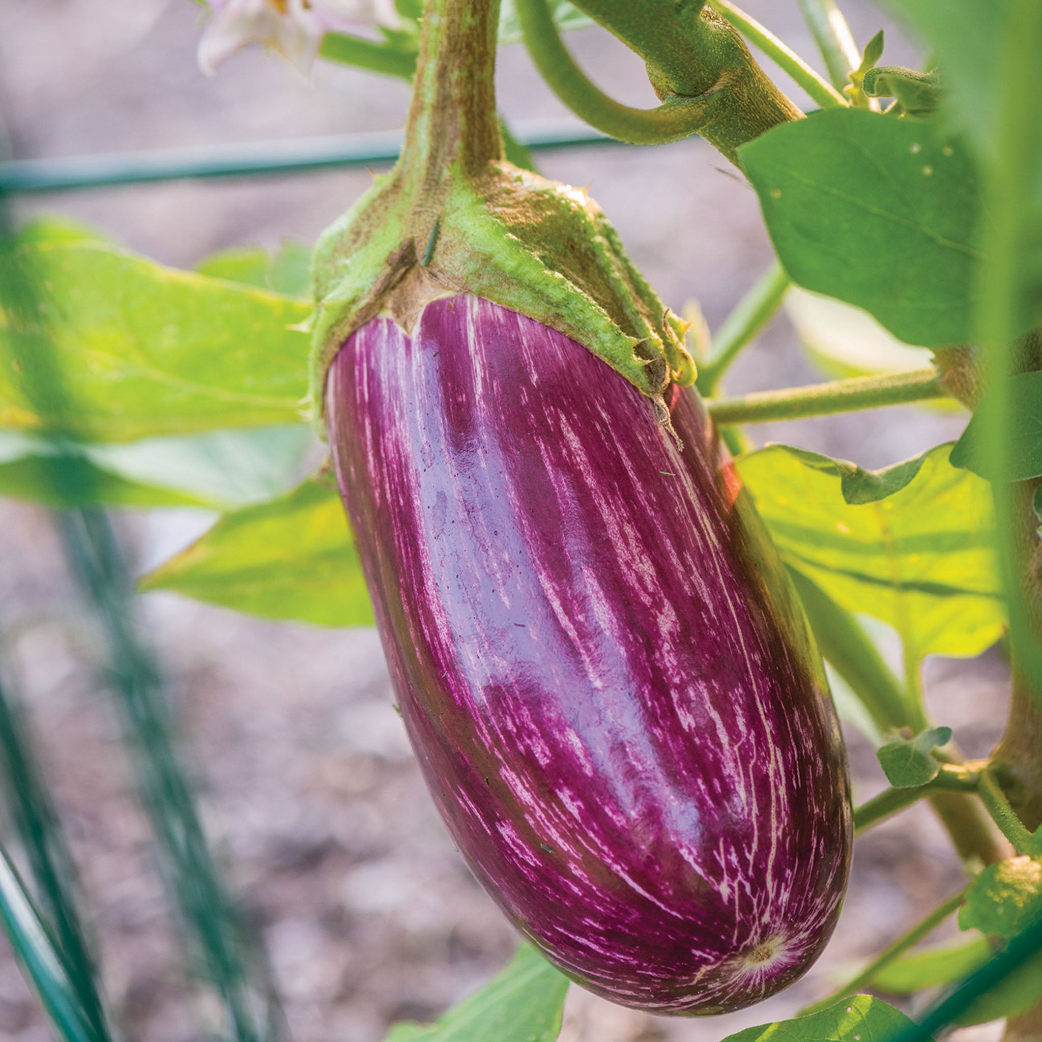 Behold Eggplant