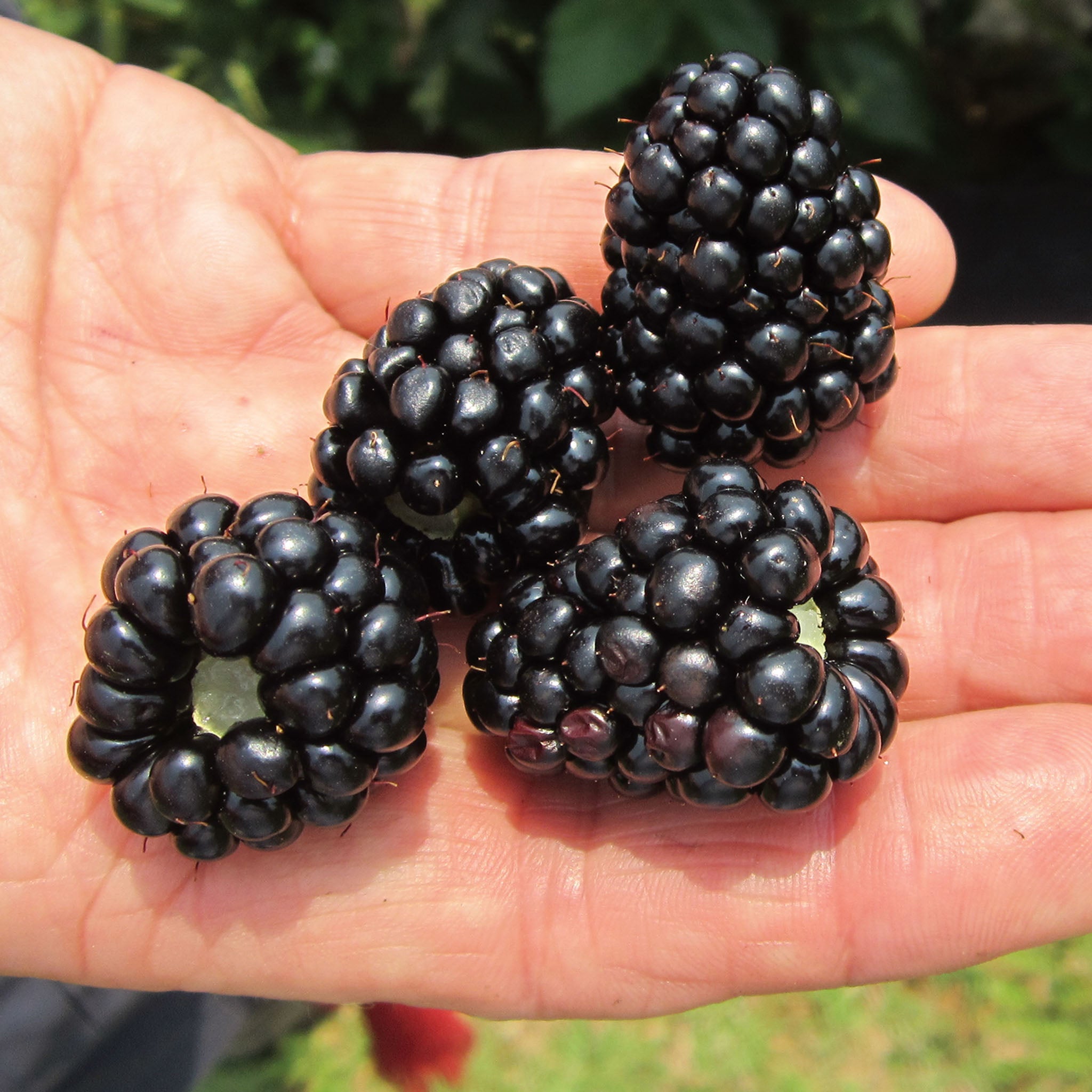 Prime-Ark 45® Blackberry