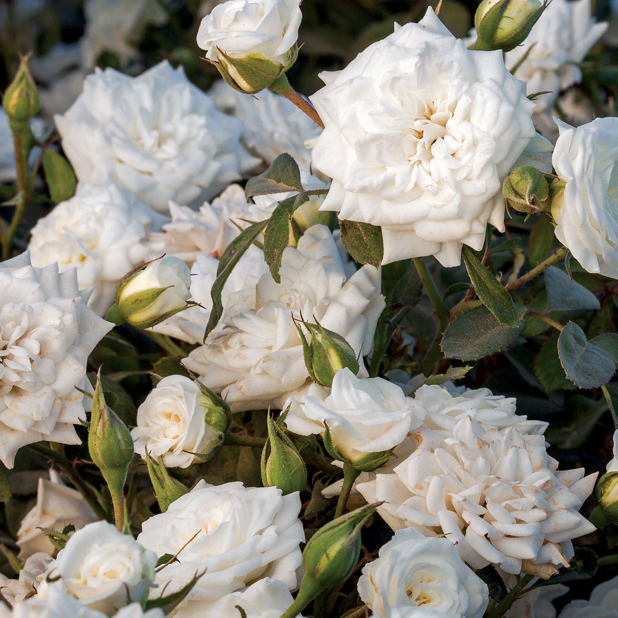 White Drift Rose Bare Root