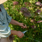 Dara Flowering Carrot (Daucus Carota)