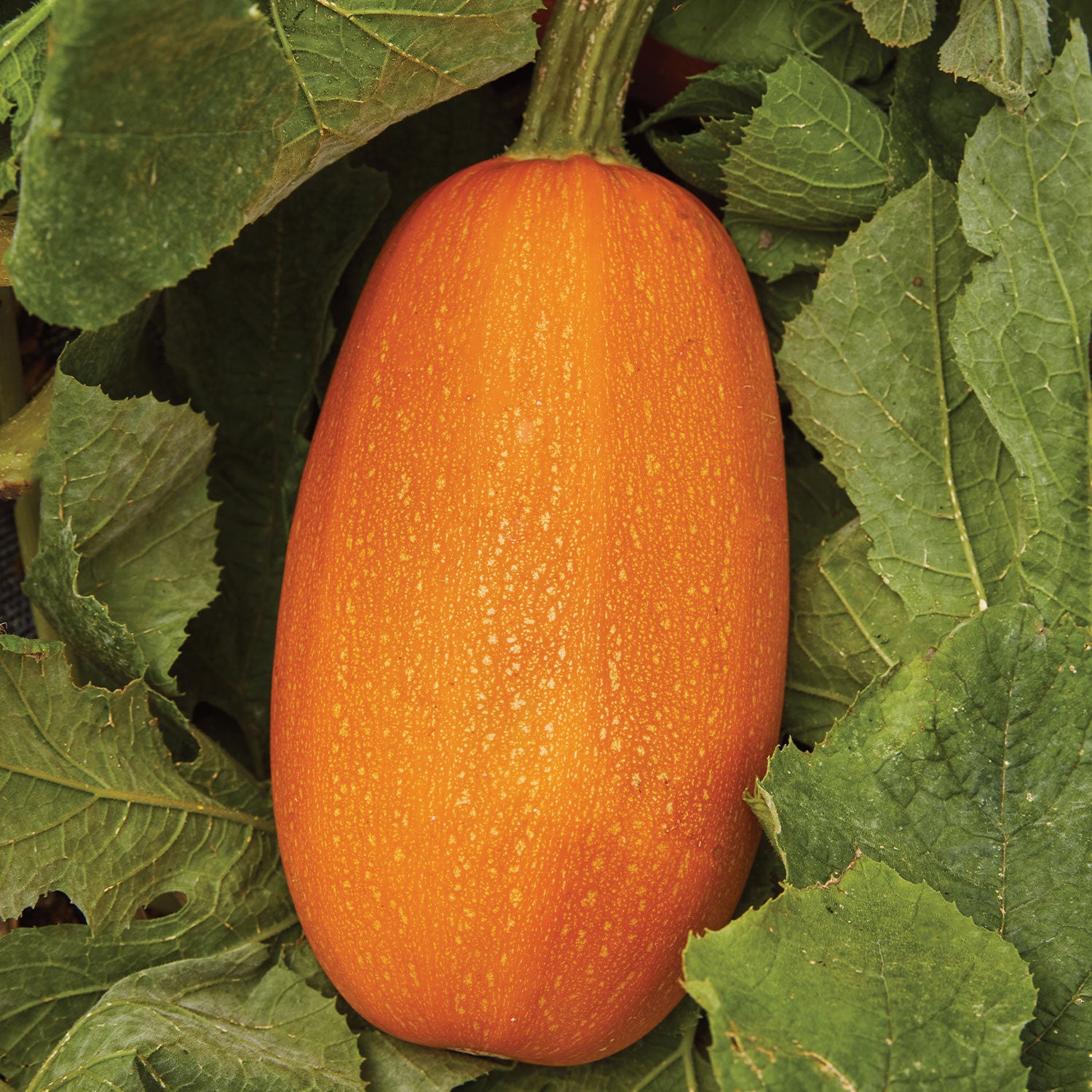 Hasta La Pasta Winter Squash