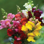 Cinderella Mixed Colors Snapdragon
