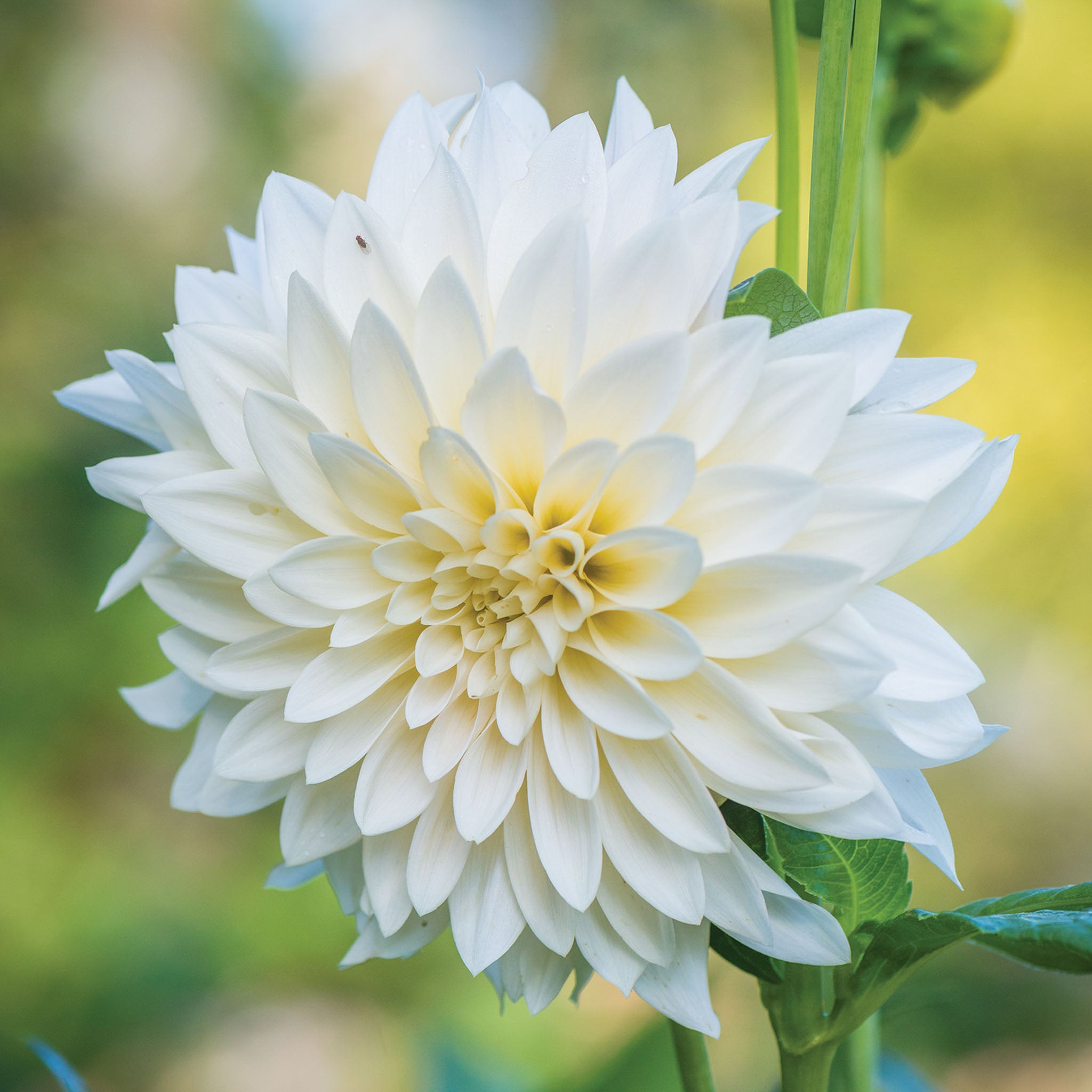 Café au Lait Dahlia Tuber