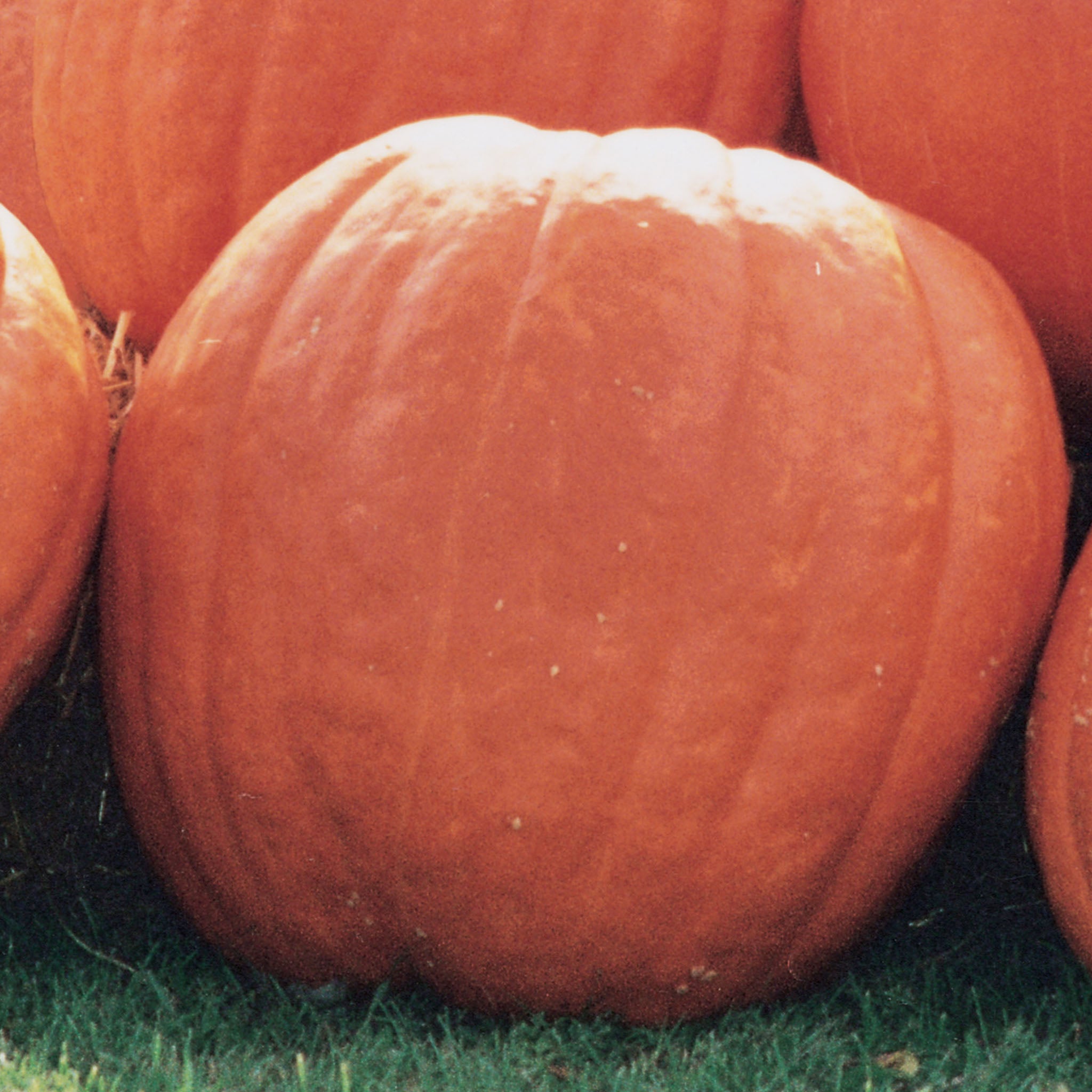 Atlantic Giant Pumpkin