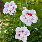 Starblast Chiffon Hibiscus
