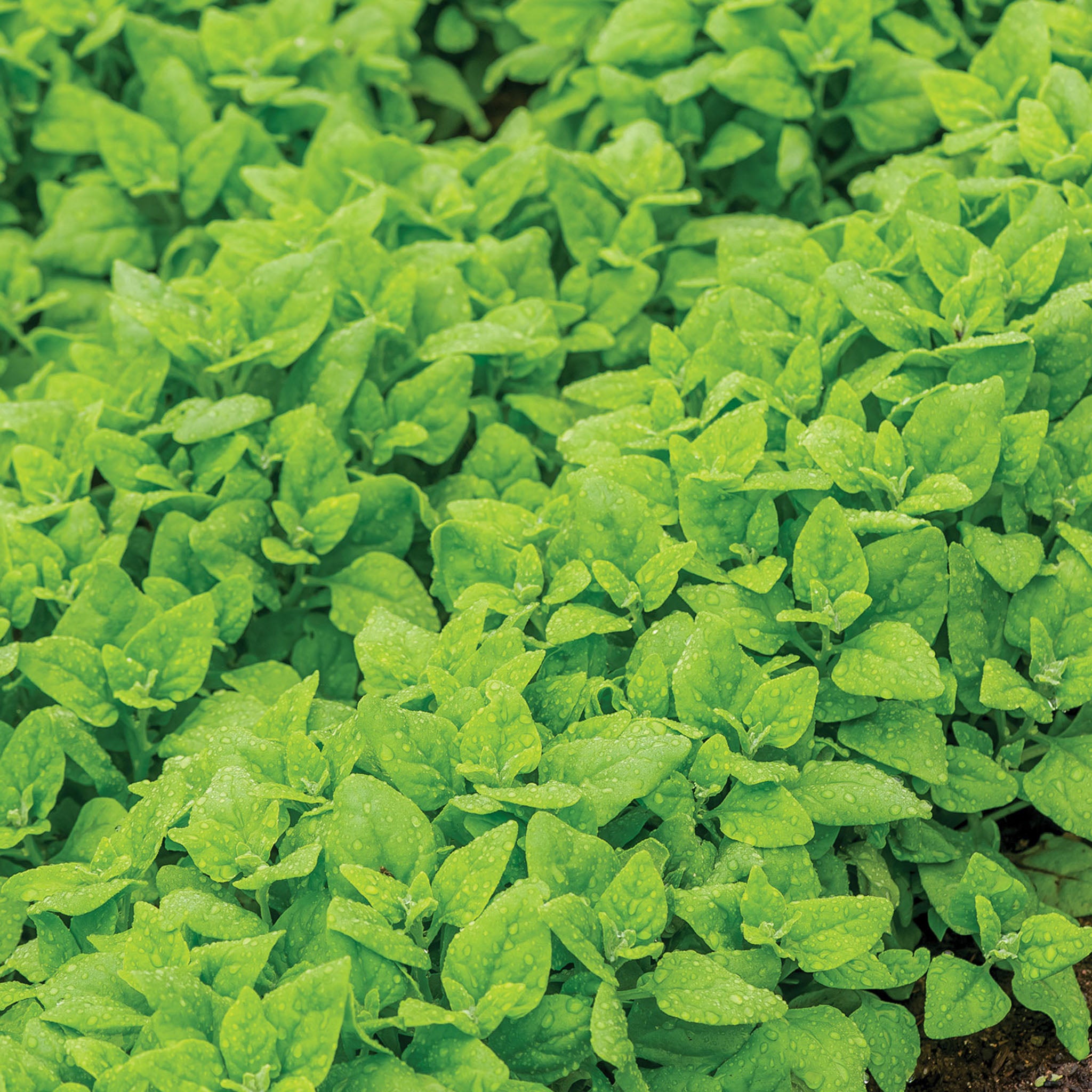 New Zealand Spinach