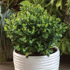 Southern Bluebelle Blueberry
