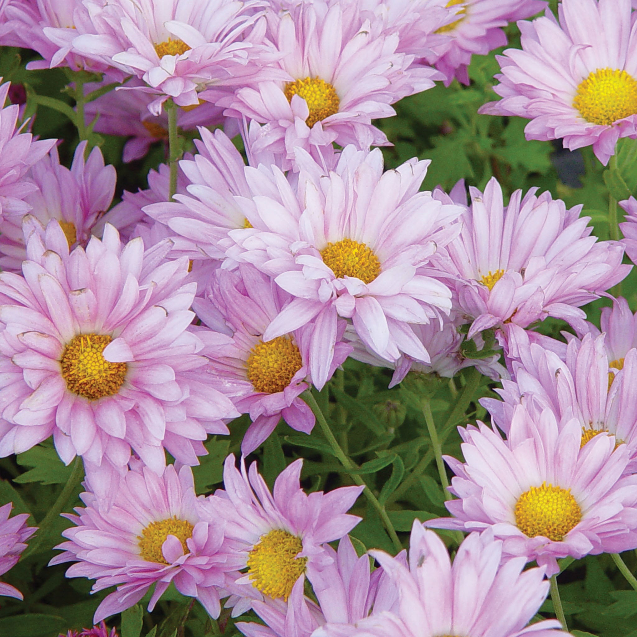 Mammoth Daisy Lavender Garden Mum