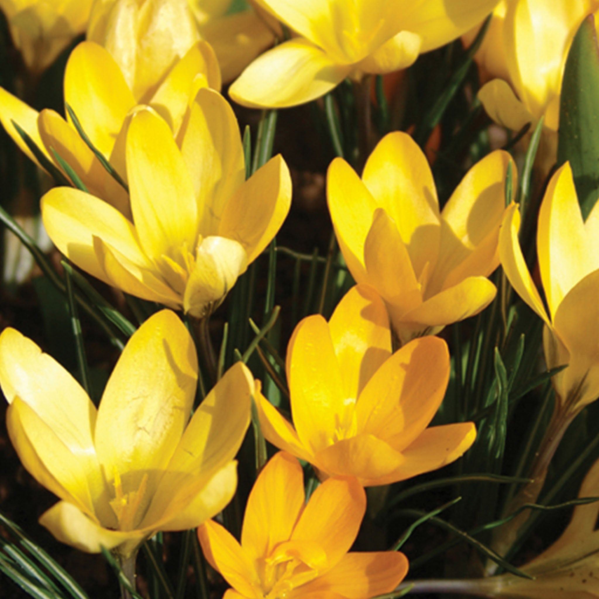 Yellow Mammoth Crocus Vernus Bulbs