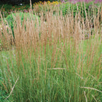 Karl Foerster Calamagrostis