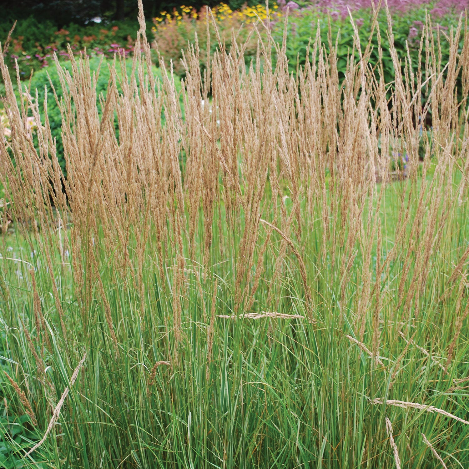 Karl Foerster Calamagrostis