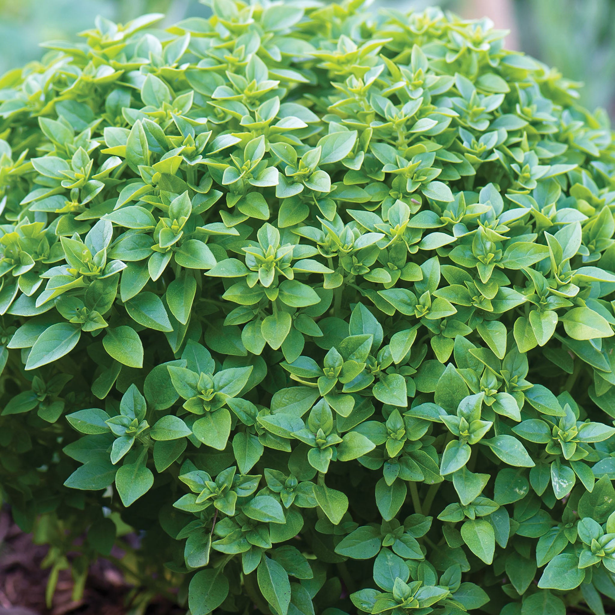 Boxwood Basil