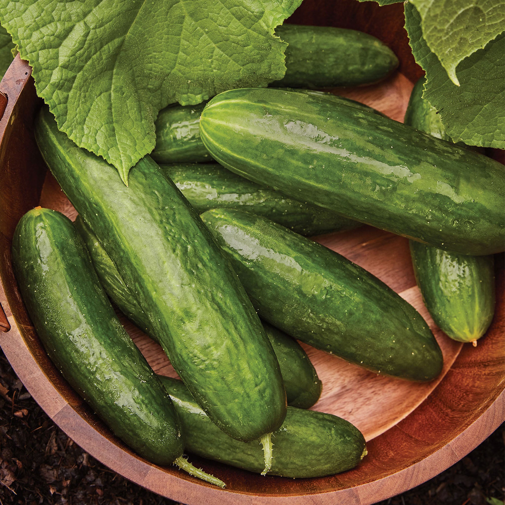 Bragger Cucumber