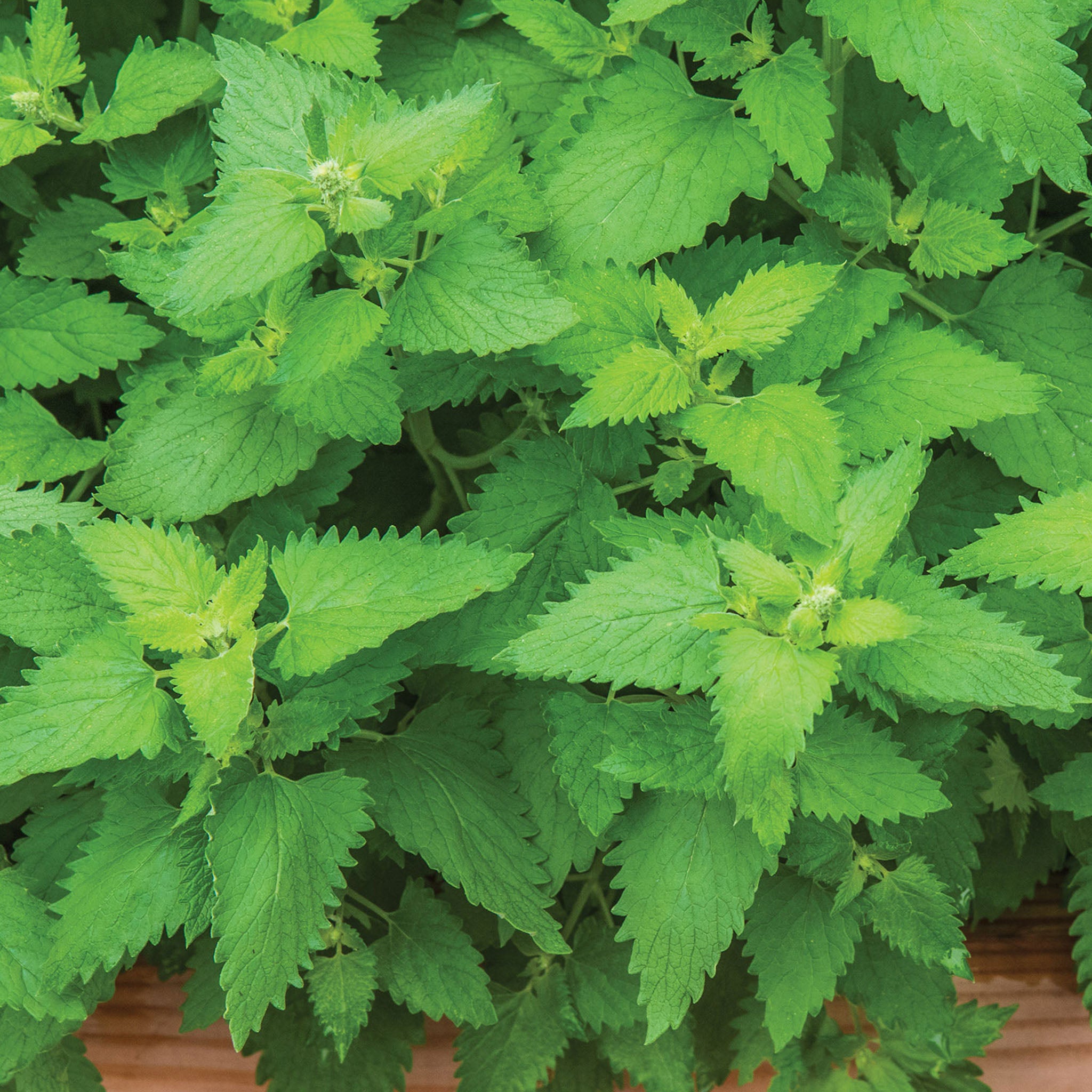 Catnip