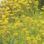 Angelina Sedum Rupestre