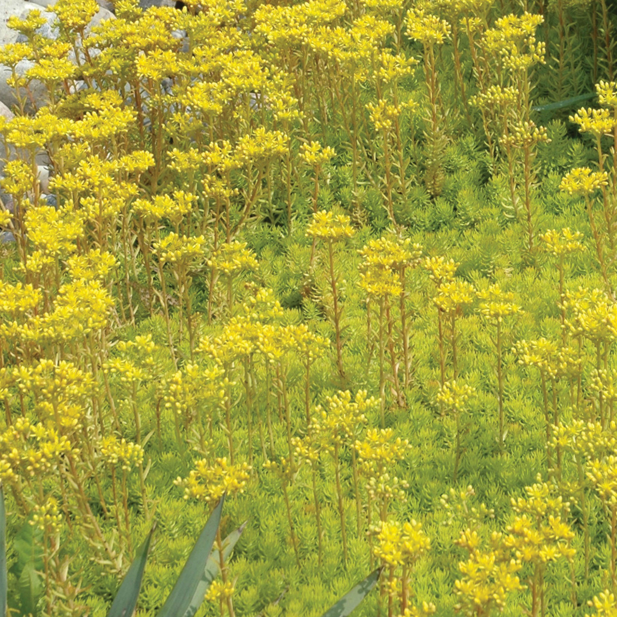 Angelina Sedum Rupestre