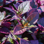 Purple Prince Alternanthera