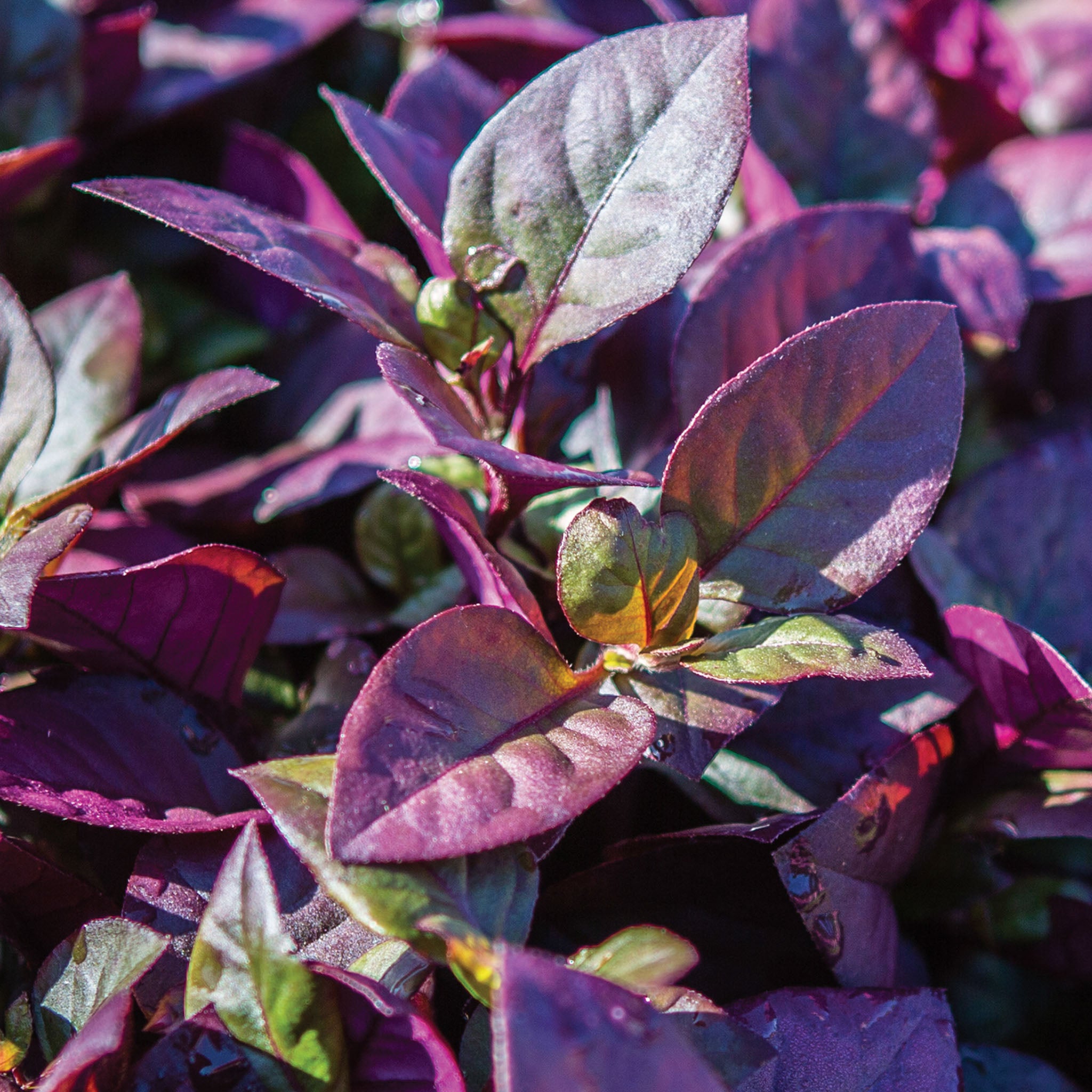 Purple Prince Alternanthera