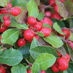 Wintergreen Herb